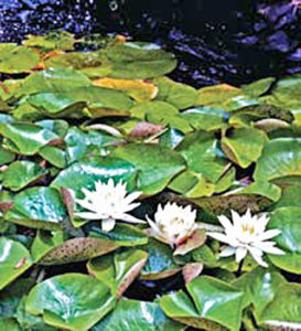Lily Pads